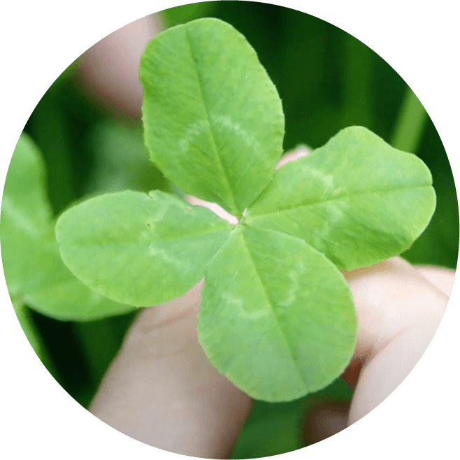 Four-Leaf Clover